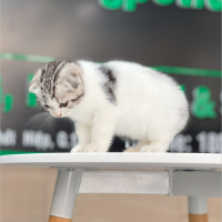 Mèo Tai Cụp - Màu Tabby Halerquin (MS 01)