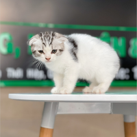 Mèo Tai Cụp - Màu Tabby Halerquin (MS 01)