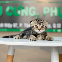 Mèo Tai Cụp - Màu Tabby Brown (MS 01)