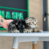 Mèo Tai Cụp - Màu Tabby Brown (MS 01)