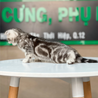 Mèo Tai Cụp - Màu Tabby Silver (MS 01)