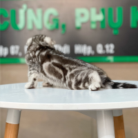 Mèo Tai Cụp - Màu Tabby Silver (MS 01)