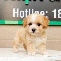 Poodle Tiny - Màu Bò Mơ (MS 01)