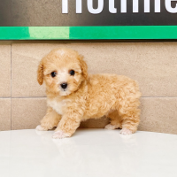 Poodle Tiny - Màu Bò Mơ (MS 01)
