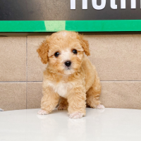 Poodle Tiny - Màu Bò Mơ (MS 01)