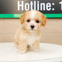 Poodle Tiny - Màu Bò Mơ (MS 01)