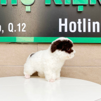 Poodle Tiny - Màu Bò Sữa (MS 01)