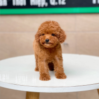 Poodle Tiny - Màu Nâu (MS 04)