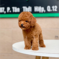 Poodle Tiny - Màu Nâu (MS 04)