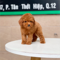 Poodle Tiny - Màu Nâu (MS 04)