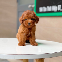 Poodle Tiny - Màu Nâu (MS 05)
