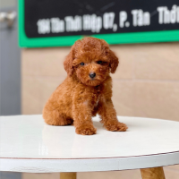 Poodle Tiny - Màu Nâu (MS 05)