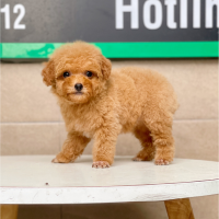 Poodle Tiny - Màu Mơ (MS 02)