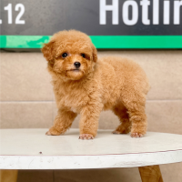 Poodle Tiny - Màu Mơ (MS 02)