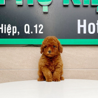 Poodle Tiny - Màu Nâu (MS 01)