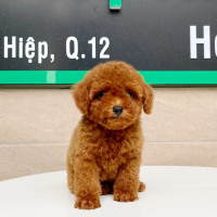 Poodle Tiny - Màu Nâu (MS 01)