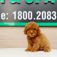 Poodle Tiny - Màu Nâu (MS 01)