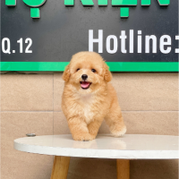 Poodle Toy - Màu Mơ (MS 02)