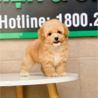 Poodle Toy - Màu Mơ (MS 02)