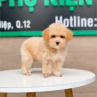 Poodle Toy - Màu Mơ (MS 04)