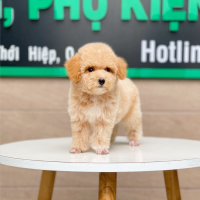 Poodle Toy - Màu Mơ (MS 04)