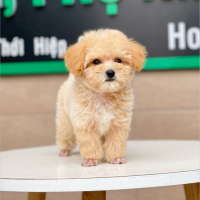 Poodle Toy - Màu Mơ (MS 05)