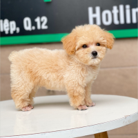 Poodle Toy - Màu Mơ (MS 05)