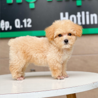 Poodle Toy - Màu Mơ (MS 05)