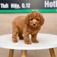 Poodle Toy - Màu Nâu (MS 14)
