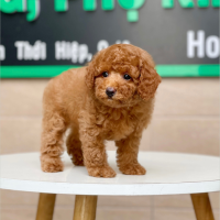 Poodle Toy - Màu Nâu (MS 14)