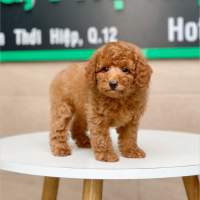 Poodle Toy - Màu Nâu (MS 14)