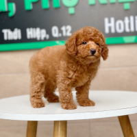 Poodle Toy - Màu Nâu (MS 14)