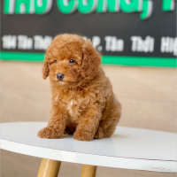 Poodle Toy - Màu Nâu (MS 15)