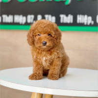 Poodle Toy - Màu Nâu (MS 15)