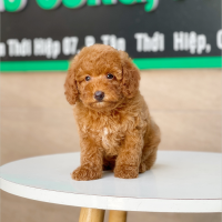 Poodle Toy - Màu Nâu (MS 15)