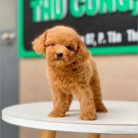 Poodle Toy - Màu Nâu (MS 16)