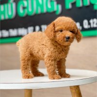 Poodle Toy - Màu Nâu (MS 16)