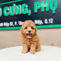 Poodle Toy - Màu Mơ (MS 01)