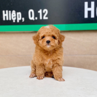 Poodle Toy - Màu Mơ (MS 01)