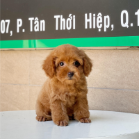 Poodle Toy - Màu Nâu (MS 04)