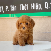 Poodle Toy - Màu Nâu (MS 04)