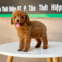 Poodle Toy - Màu Nâu (MS 05)