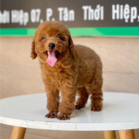 Poodle Toy - Màu Nâu (MS 05)