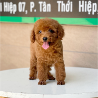 Poodle Toy - Màu Nâu (MS 05)