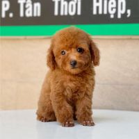 Poodle Toy - Màu Nâu (MS 06)