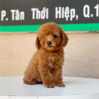 Poodle Toy - Màu Nâu (MS 06)