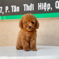 Poodle Toy - Màu Nâu (MS 06)