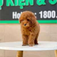 Poodle Toy - Màu Nâu (MS 11)