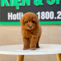 Poodle Toy - Màu Nâu (MS 11)