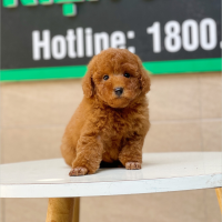 Poodle Toy - Màu Nâu (MS 11)